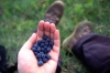 Blaubeeren